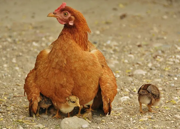 Séjour à la campagne Beymelek Tas Evler